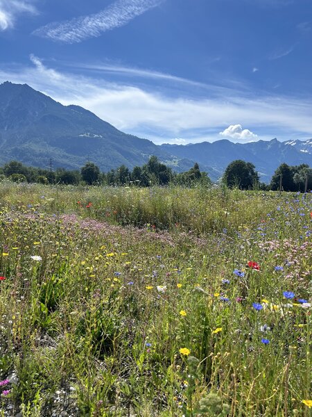 Cr&eacute;er une prairie fleurie, prairie fleurie Lubera Suisse, Buchs SG