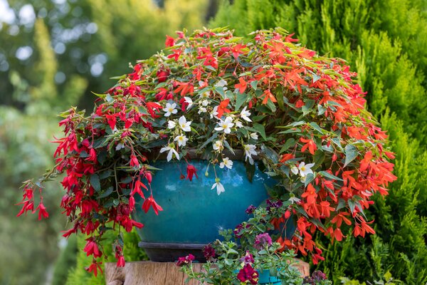 Begonia, b&eacute;gonias