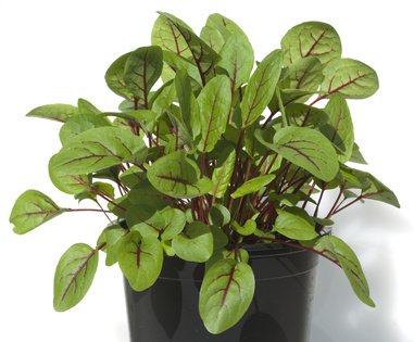 Oseille sanguine (Rumex sanguineus)
