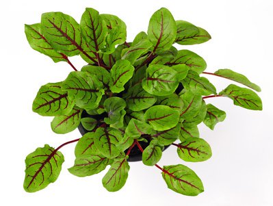 Oseille sanguine (Rumex sanguineus)