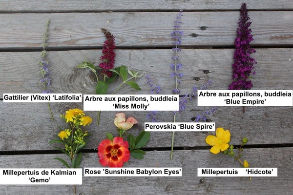 Floraison en &eacute;t&eacute;, arbustes &agrave; fleurs
