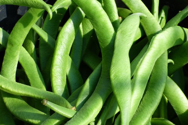Produire ses propres semences, haricots