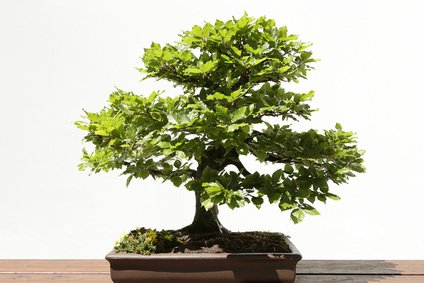 Arbre � feuilles caduques comme bonsa� - Entretien des bonsa�s 