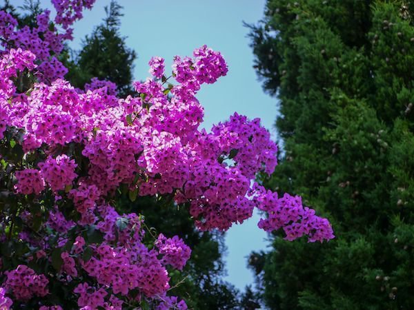 Planter un bougainvillier