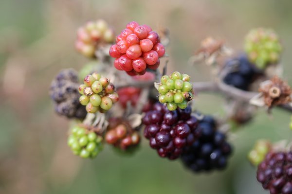 Maladies et ravageurs des m&ucirc;riers