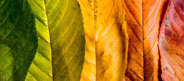 Les feuilles de h&ecirc;tre se colorent