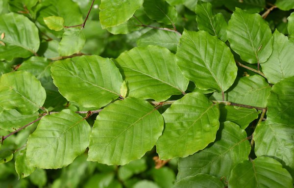 Feuille de h&ecirc;tre aux caract&eacute;ristiques ind&eacute;niables