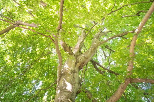 H&ecirc;tre se dressant fi&egrave;rement dans le ciel