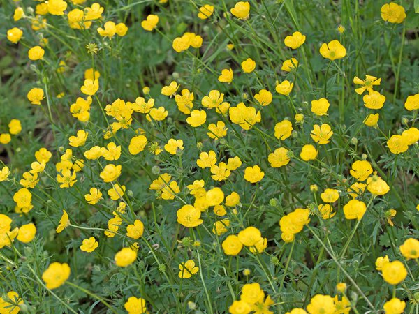 Bouton d&rsquo;or&nbsp;: toxique pour les humains et les animaux