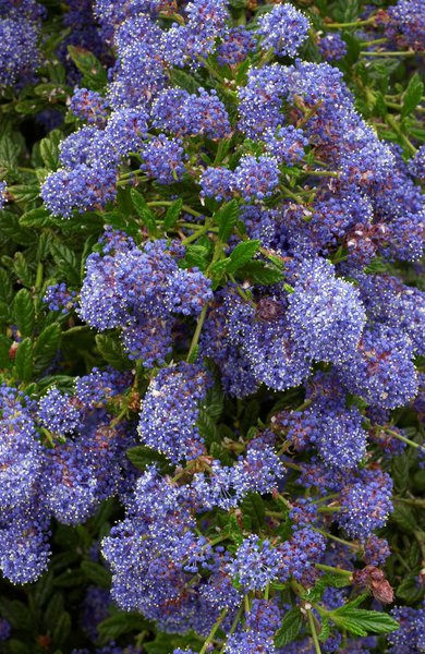 S�ckelblume Ceanothus delilianus 'Blue Diamond' (� Hortival Diffusion)