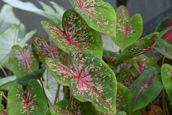 Caladium Pink Beauty, Caladium, acheter de ailes d'ange, plante &agrave; tubercule