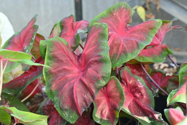 Caladium Royal Flush, Caladium, acheter de ailes d'ange, plante &agrave; tubercule