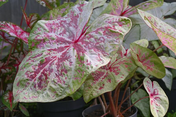 Caladium Seafoam Pink, Caladium, acheter de ailes d'ange, plante &agrave; tubercule