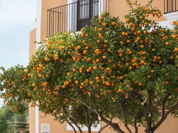 calamondins