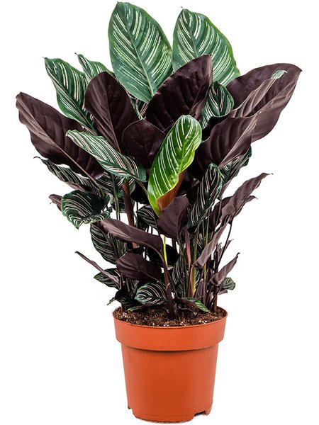 Calathea sanderiana, Busch, im 24cm Topf, H�he 80cm, Breite 60cm