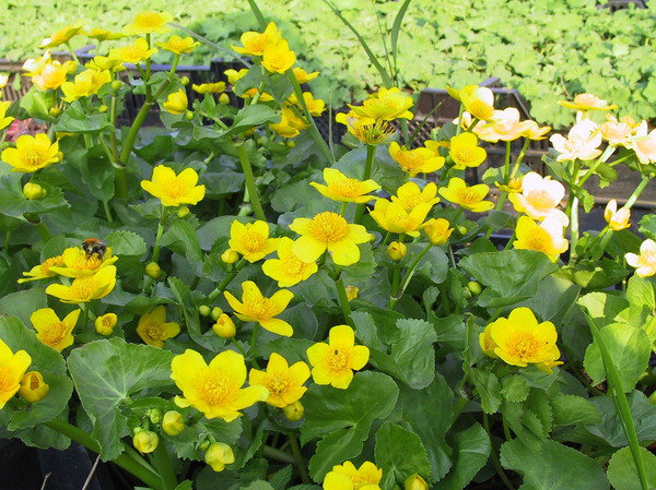 Planter des plantes vivaces