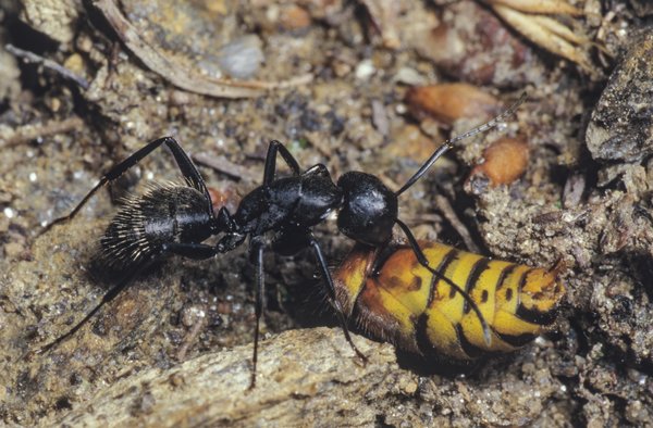 Fourmis dans le jardin, insectes fourmis, Lubera