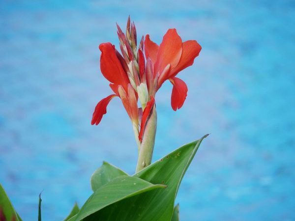 Les cannas