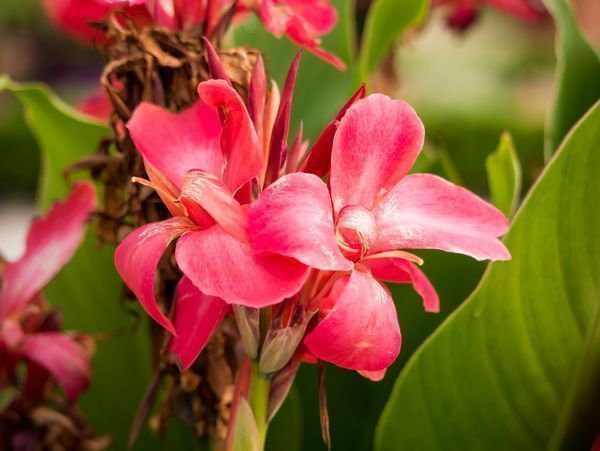 Les cannas
