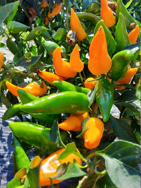 Chili Friesdorfer Selection, orange Chili, spitze Chili, sehr scharfe Chili