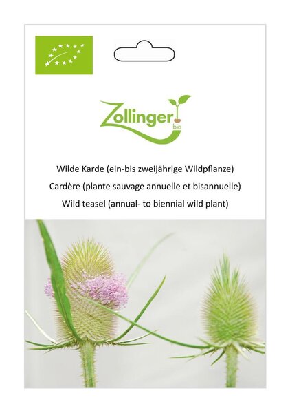 Wilde Karde (ein-bis zweij�hrige Wildpflanze)