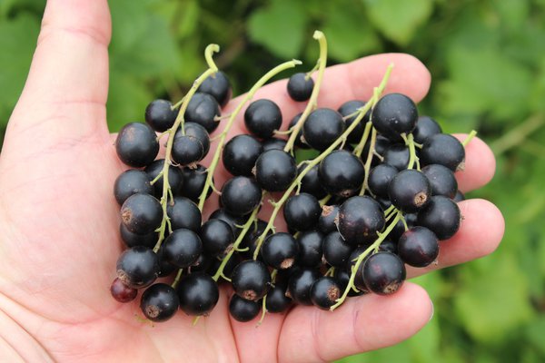 Cassis, blackbells, ribes nigrum