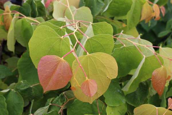 Arbre de Jud&eacute;e, Lubera
