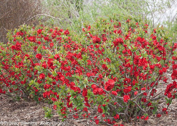 Chaenomeles Double Take Scarlet Storm, Arbustes r&eacute;sistants &agrave; la s&eacute;cheresse