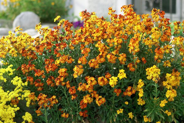 Girofl&eacute;es, Erysimum, jardin de campagne, printemps