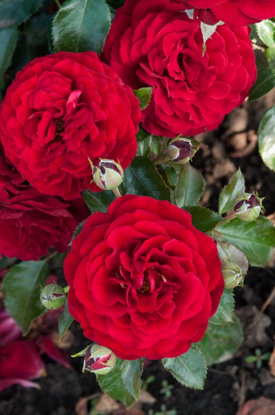 Rosier Chic Fashion, tailler les rosiers nains