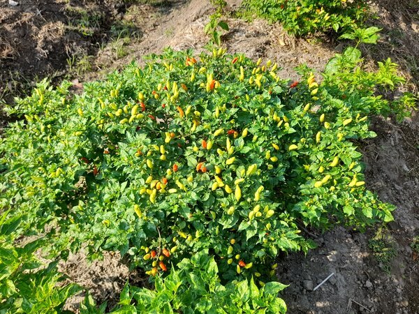 Piments au soleil, Capsicum annuum, Capsicum frutescens, Mon piment ne fleurit pas