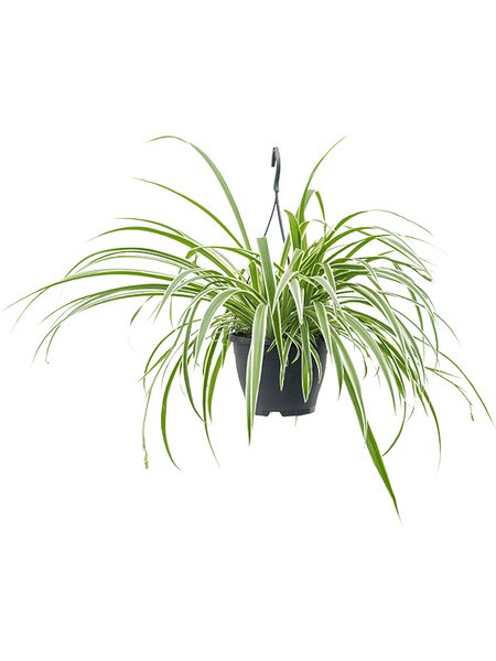 Chlorophytum comosum 'Vittatum', Ampel, im 19cm Topf, H�he 60cm, Breite 50cm