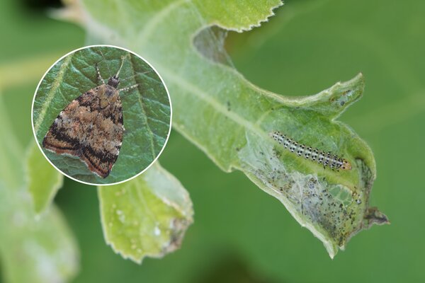 teigne du figuier, Choreutis nemorana, ravageur du figuier
