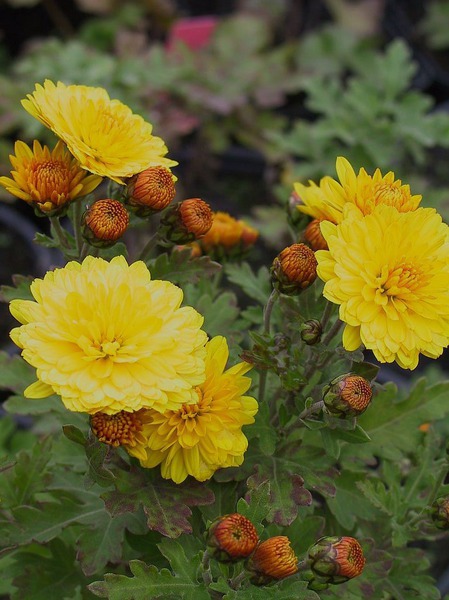 Chrysanthemum x hort. 'Bienchen'