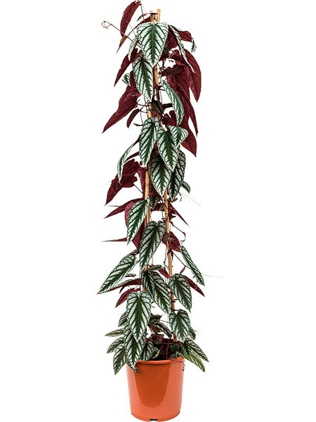 Cissus discolor, Pyramide, im 27cm Topf, H�he 150cm, Breite 40cm