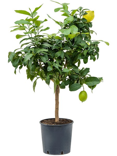 Citrus (Citrofortunella) lemon, Stamm, im 22cm Topf, H�he 75cm, Breite 45cm