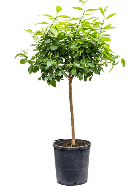 Citrus lemon, Stamm, im 38cm Topf, H�he 160cm, Breite 65cm