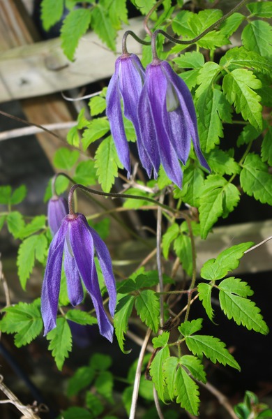 Clematis alpina