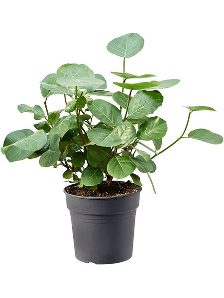 Coccoloba uvifera, Busch, im 30cm Topf, H�he 75cm, Breite 65cm