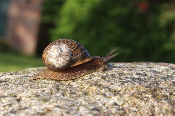Escargot au jardin, lubera
