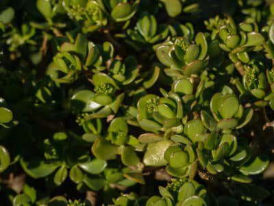 <i>Crassula ovata</i>