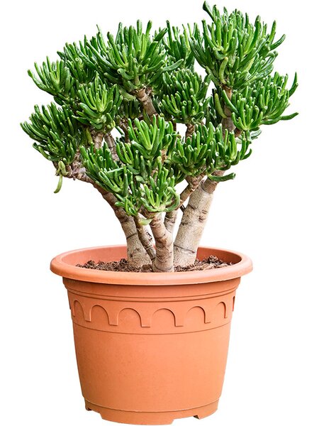 Crassula ovata 'Horn Tree', Busch, im 32cm Topf, H�he 70cm, Breite 45cm