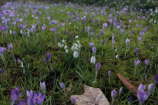 Crocus et perce-neige, Crocus tommasinianus et Galanthus nivalis, crocus en fleurs