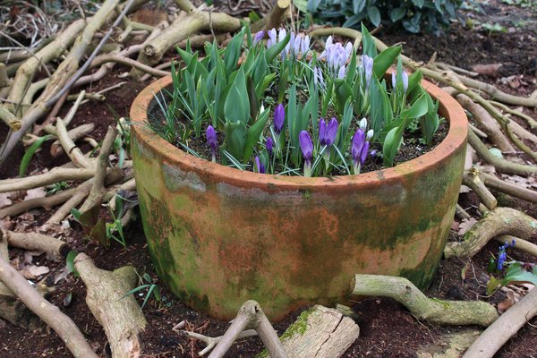 P&eacute;riode de floraison du crocus Crocus vernus