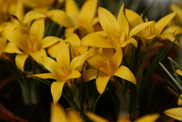 P&eacute;riode de floraison du crocus