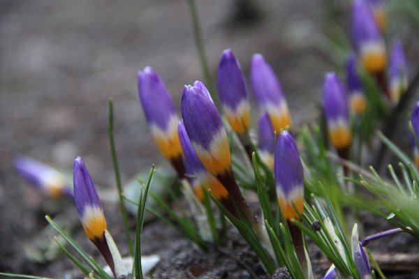 P&eacute;riode de floraison du crocus