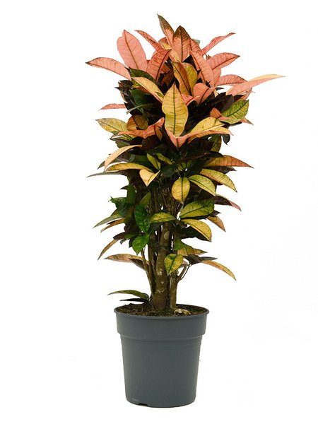Croton (Codiaeum) variegatum 'Mrs. Iceton', Verzweigt, im 27cm Topf, H�he 95cm, Breite 40cm
