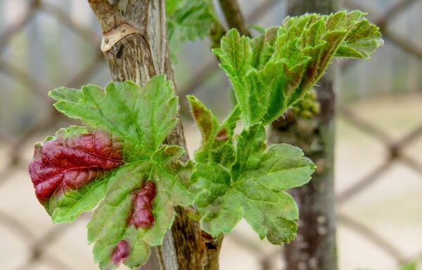 Puceron jaune du groseillier, Cryptomyzus ribis, d&eacute;formations des feuilles peu apr&egrave;s le d&eacute;bourrement