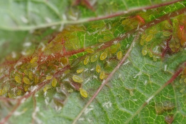 Puceron jaune du groseillier, puceron, Cryptomyzus ribis, face inf&eacute;rieure des feuilles avec des pucerons