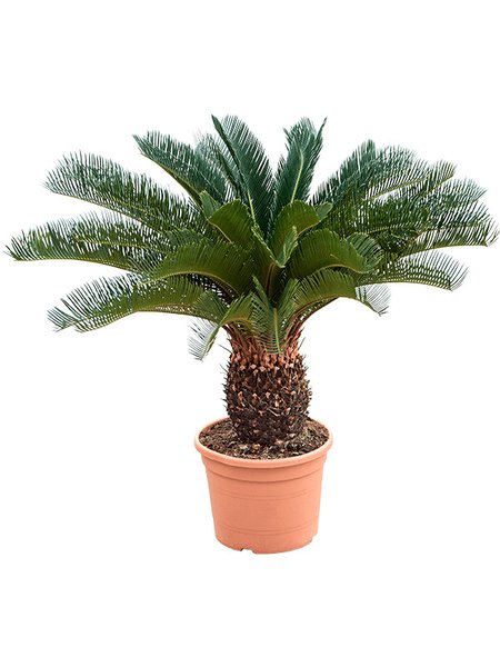 Cycas revoluta (80-90), Stamm (20-30), im 27cm Topf, H�he 85cm, Breite 50cm
